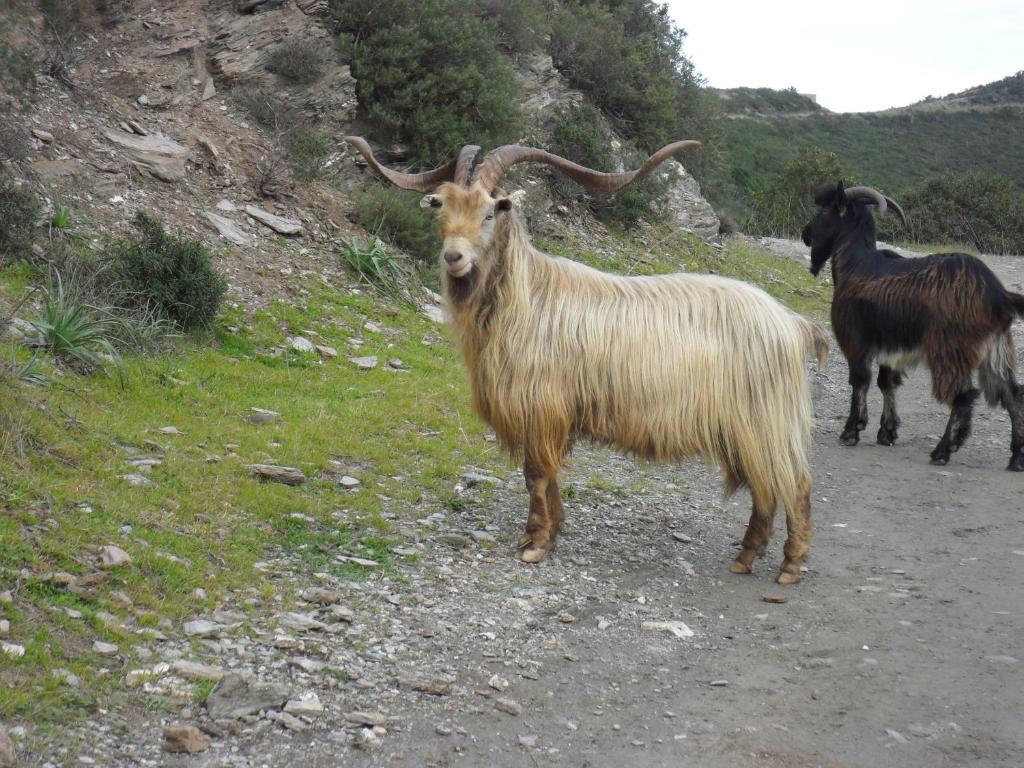 Gite U Licetu A La Campagne Oreta Bagian luar foto