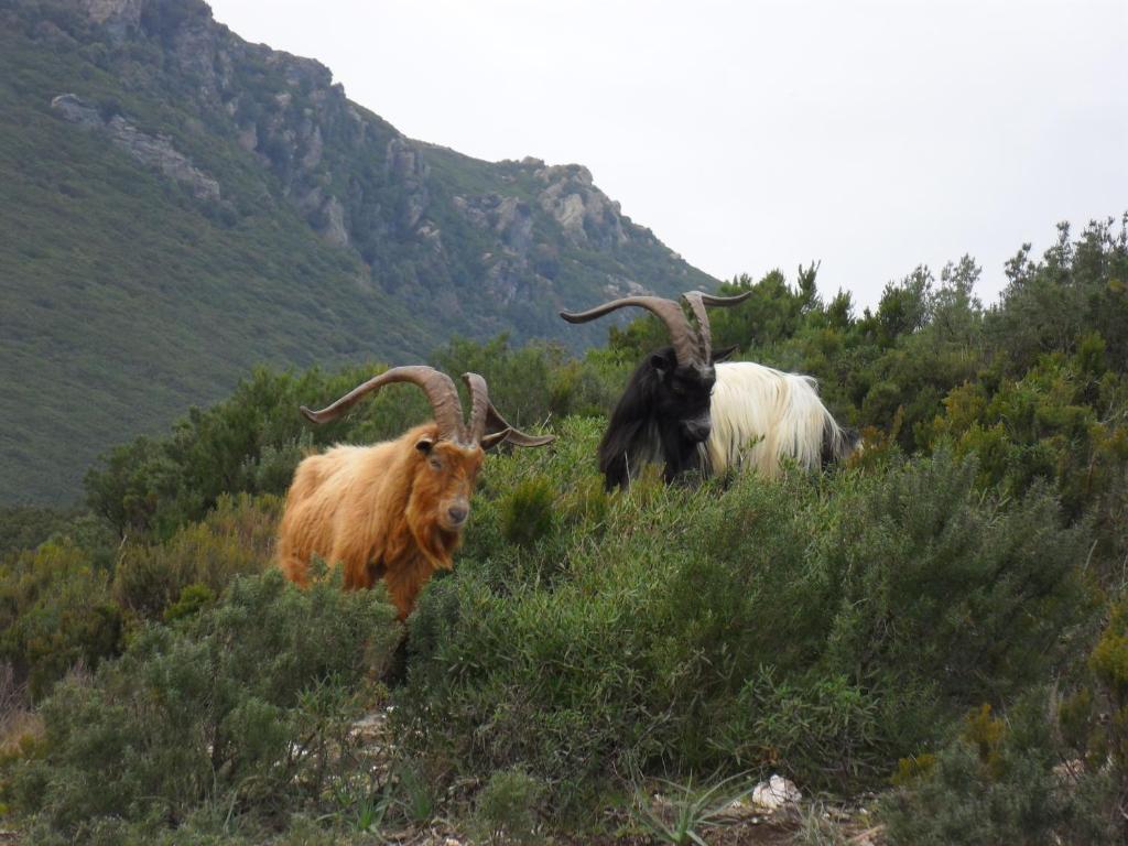 Gite U Licetu A La Campagne Oreta Bagian luar foto